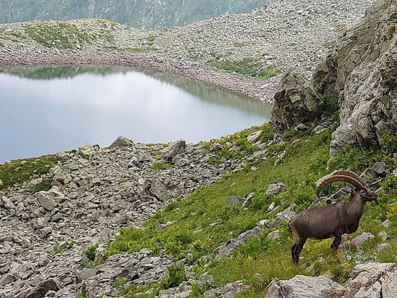 Bouquetin sur un sentier de montagne rocheux avec un lac en arrière-plan sous un ciel clair