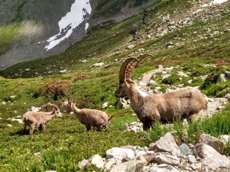 Stage Trail - Reconnaissance des 90 km du Marathon du Mont-Blanc