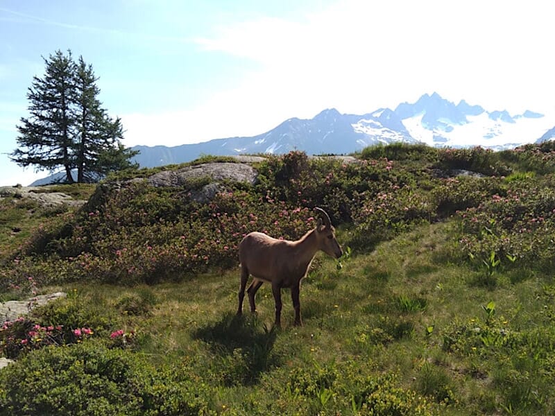 Stage Trail - Reconnaissance des 90 km du Marathon du Mont-Blanc