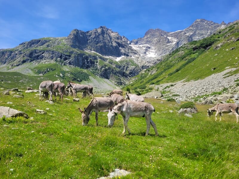 Un groupe d'ânes paissant dans une prairie verte au pied de montagnes rocheuses sous un ciel bleu clair.