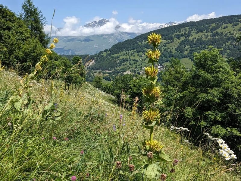 Fleurs sauvages jaunes et blanches sur une colline verte avec forêt et montagnes en arrière-plan.