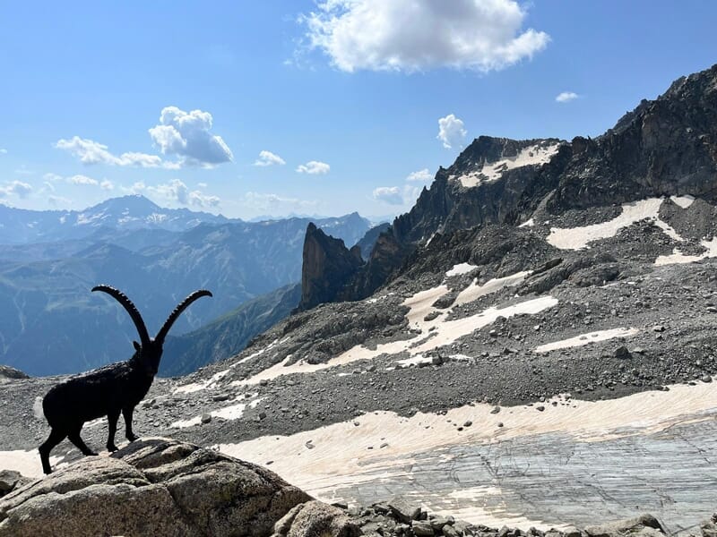 Chamois noir sur un rocher avec montagnes rocheuses et neige en arrière-plan sous un ciel bleu clair.