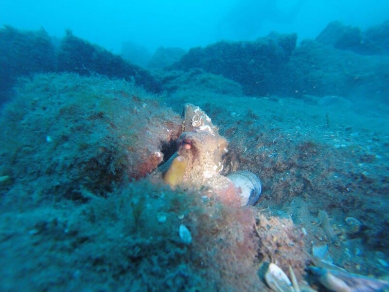 Un poulpe camouflé sur un fond rocheux sous-marin, entouré d'algues et de petits coquillages.