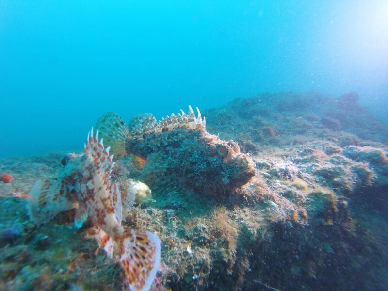 Poisson camouflé sur un rocher sous-marin, avec des coraux et algues autour dans une eau bleue.