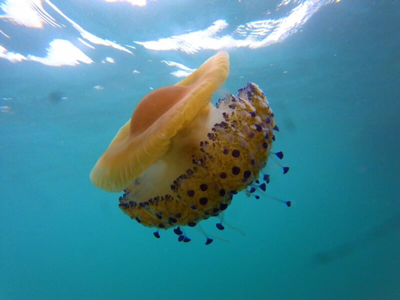 Méduse flottant dans l'eau claire, avec un chapeau jaune et des tentacules tachetés de bleu.