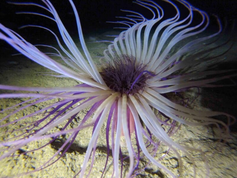 Snorkeling près de Perpignan - Randonnée Palmée au Barcarès