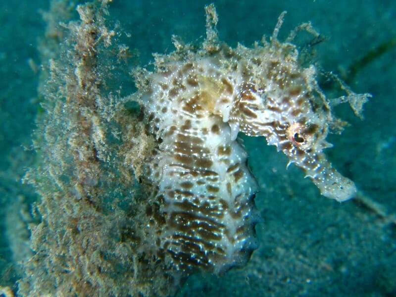 Snorkeling près de Perpignan - Randonnée Palmée au Barcarès