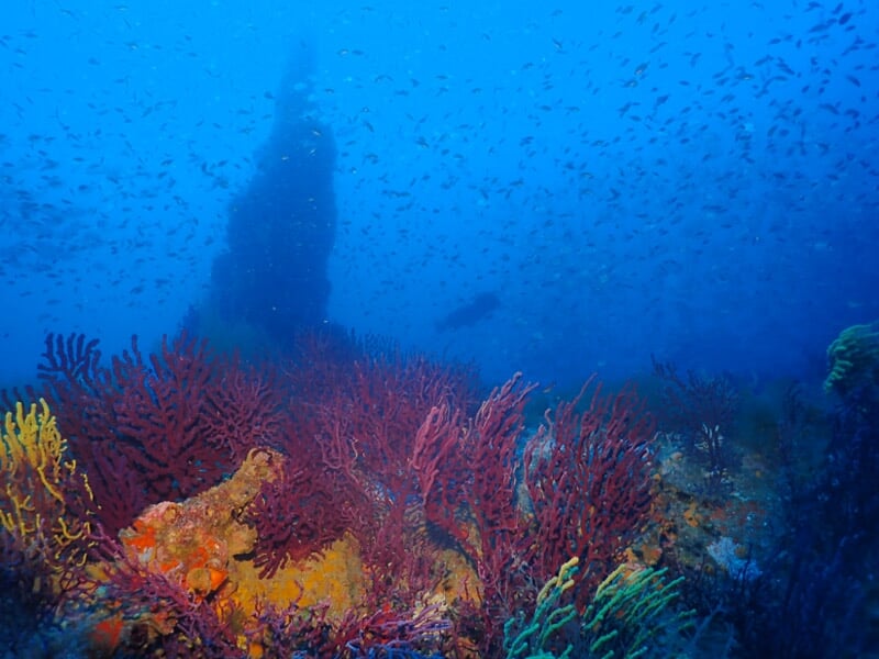 Vue sous-marine d'un récif corallien coloré avec des gorgones rouges et des poissons dans une eau bleue.
