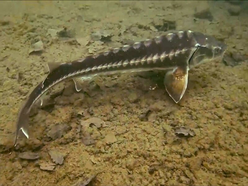 Un poisson d'eau douce au corps allongé et écailleux nage sur un fond sableux avec des feuilles mortes.