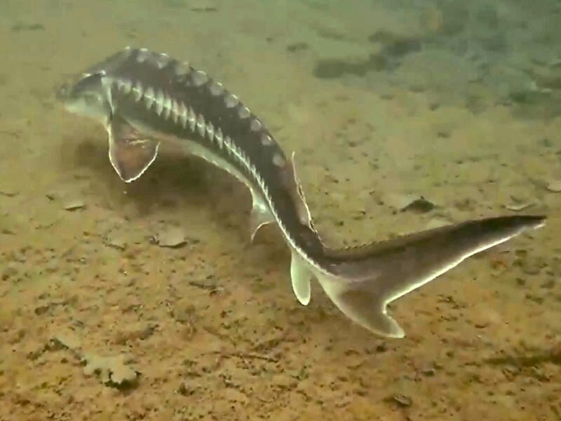 Un poisson d'eau douce avec une longue queue nage sur un fond sableux clair avec quelques débris.