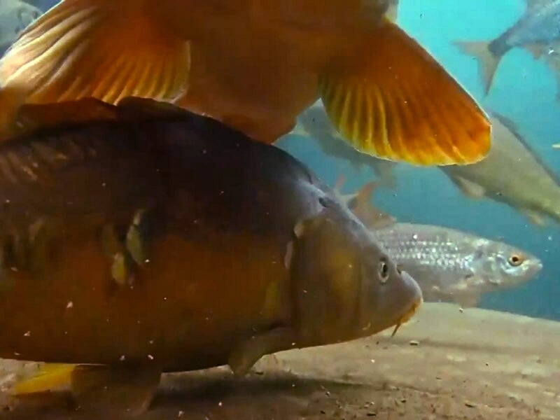 Un poisson sombre avec des nageoires orange nage près du fond sableux entouré d'autres poissons.