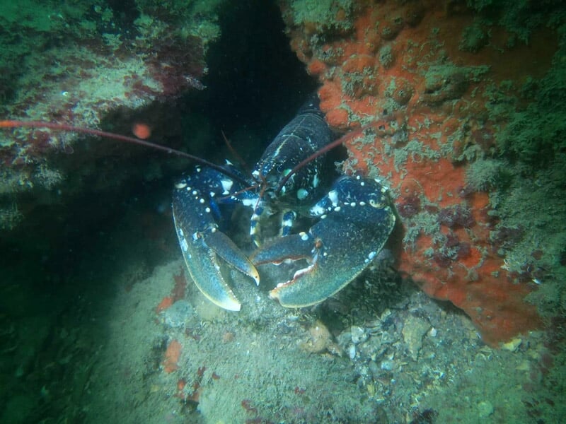 Homard bleu sous-marin près d'une paroi rocheuse recouverte d'éponges orange dans une plongée à Dinard.