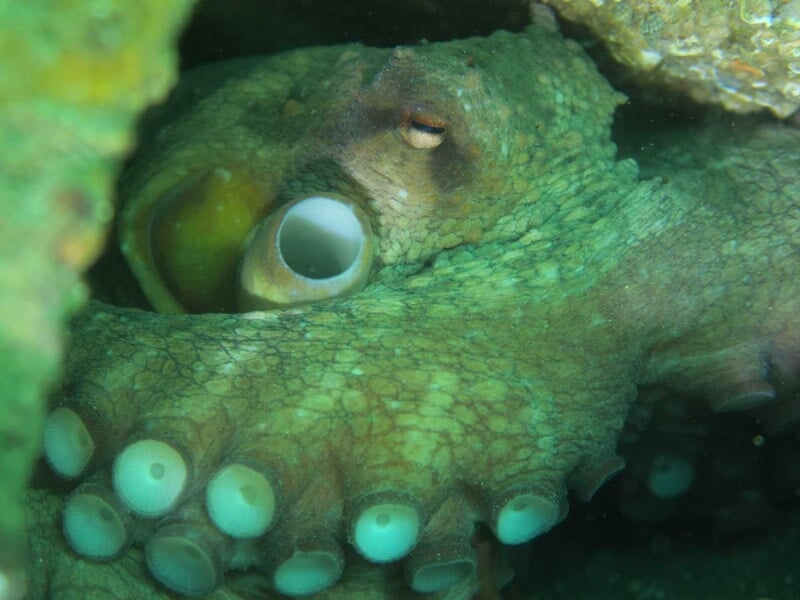 Gros plan sur une pieuvre verte cachée dans une cavité rocheuse lors d'une plongée sous-marine à Dinard.