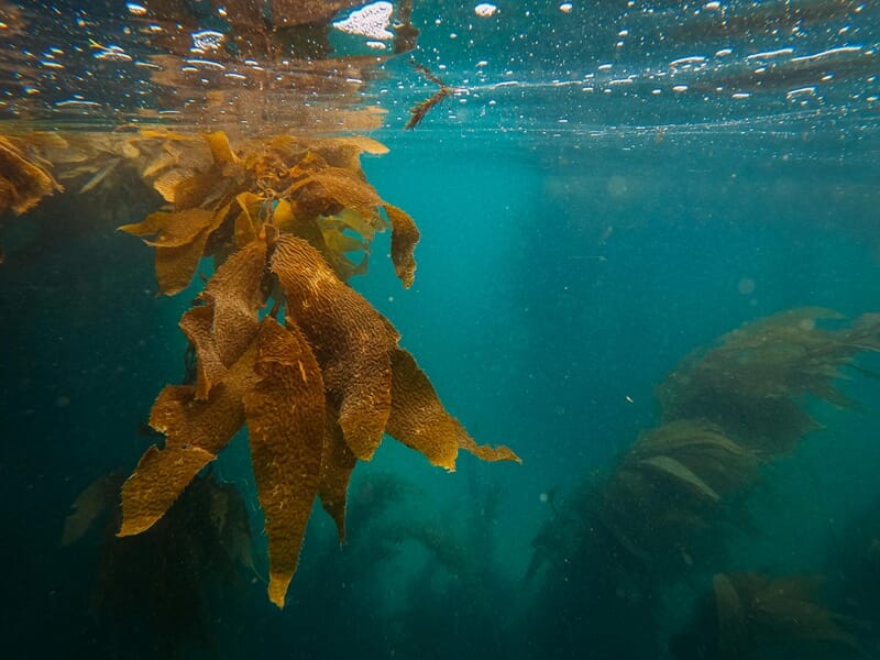 Algues marines flottant sous l'eau dans un environnement aquatique calme et naturel lors d'une initiation apnée près de Saint-Malo.