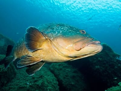 Randonnée Palmée à Porto-Vecchio - Snorkeling aux Îles Cerbicale