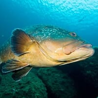 avis Randonnée Palmée à Porto-Vecchio - Snorkeling aux Îles Cerbicale
