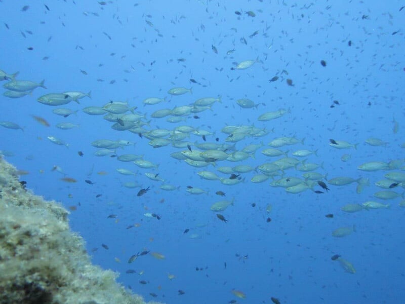 Grand banc de poissons nageant près d'un rocher sous-marin dans une mer limpide et bleue.