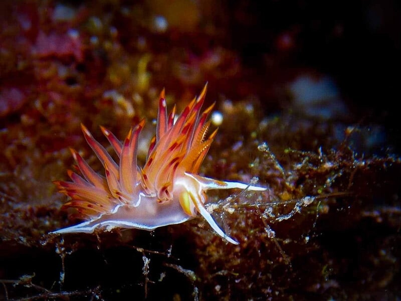Nudibranche coloré aux tentacules orange et blanc posé sur un fond rocheux sous-marin.