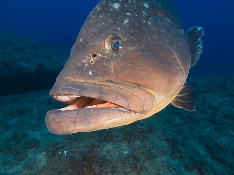 Gros poisson de mer avec une bouche ouverte, posé sur le fond marin rocheux et sableux.