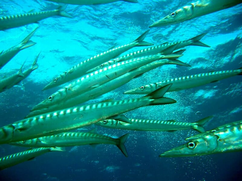 Banc de poissons argentés nageant près de la surface de l'eau dans un environnement sous-marin.