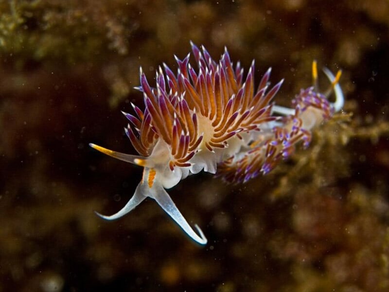Nudibranche violet et blanc avec des tentacules colorés sur un fond marin sombre et rocheux.
