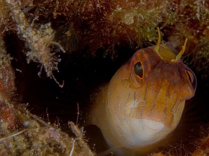 Poisson curieux sortant de son abri rocheux dans un environnement sous-marin naturel.