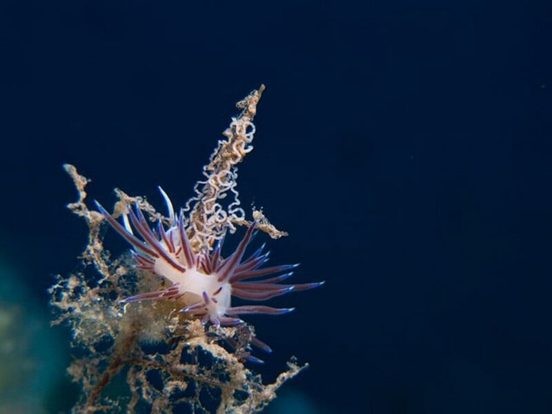 Petit nudibranche blanc et violet accroché à une plante marine dans un fond océanique sombre.
