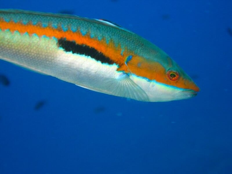 Poisson coloré vert, orange et blanc nageant dans une eau bleue claire en milieu marin.