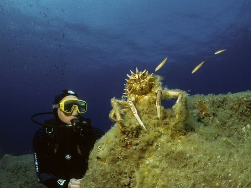 Plongeur observe un crabe posé sur un rocher dans une eau profonde et bleue de la mer.