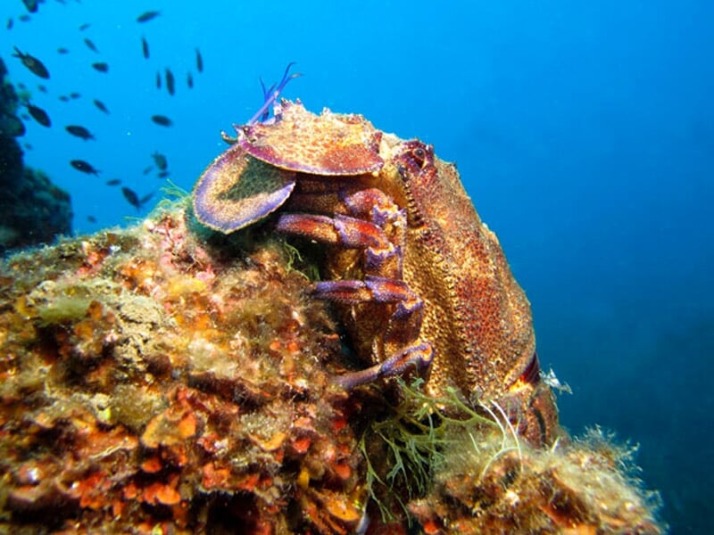 Vue de la faune et de la flore sous marine en méditerrannée