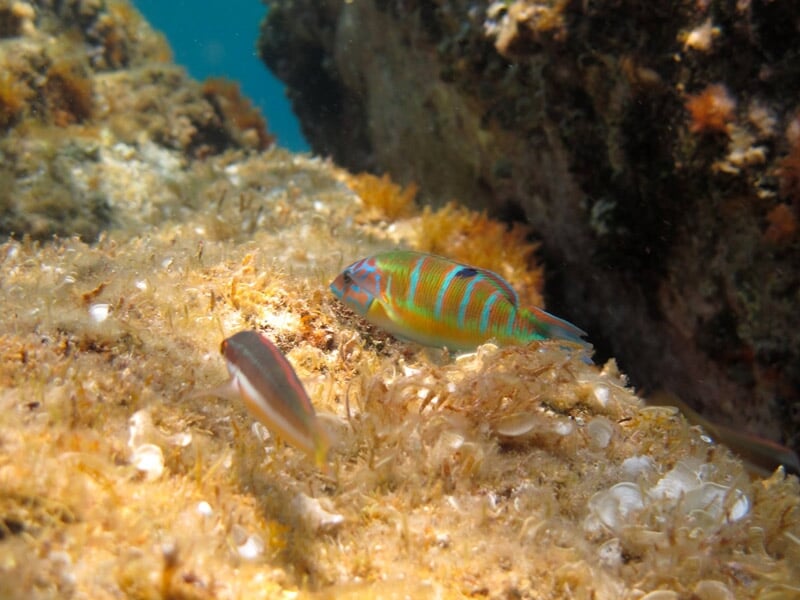 Vue de la faune et de la flore sous marine en méditerrannée avec un poisson