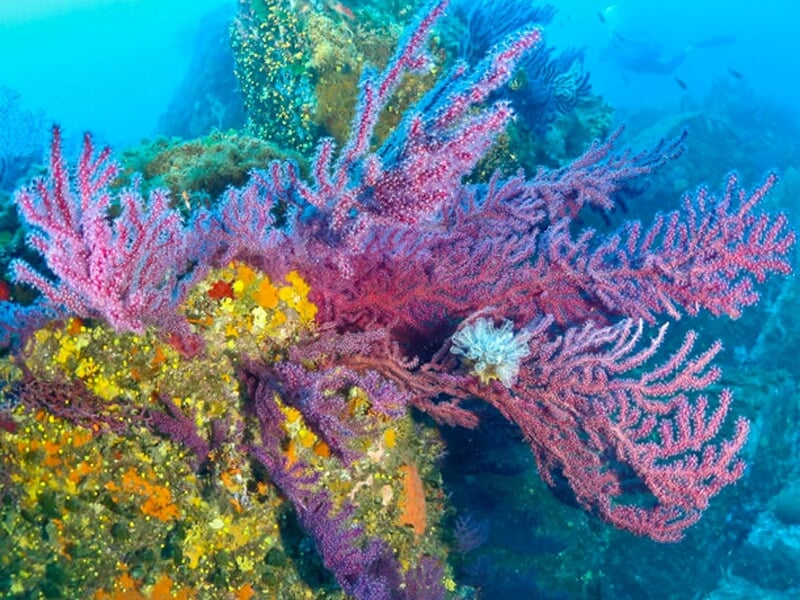 Vue de la faune et de la flore sous marine en méditerrannée avec des coraux