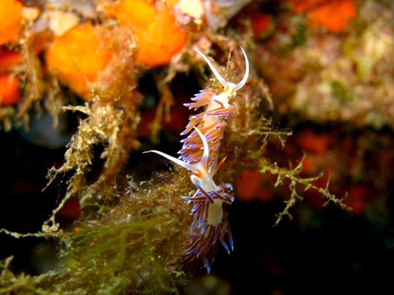 Vue de la faune et de la flore sous marine en méditerrannée