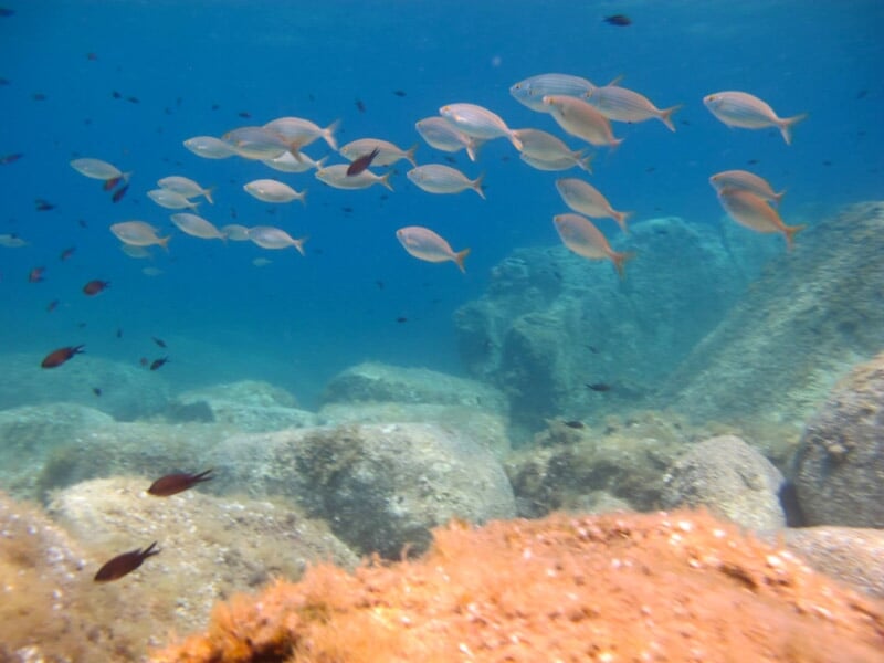 Banc de poisson vue sous marine
