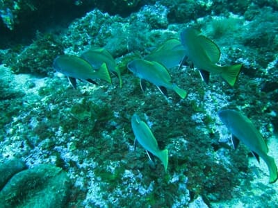 Randonnée Palmée à Cannes / Mandelieu - Snorkeling dans le Golfe de la Napoule
