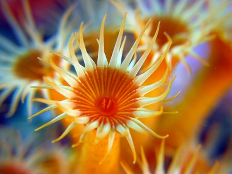 Gros plan sur une anémone de mer orange avec des tentacules fines et translucides sous l'eau claire.