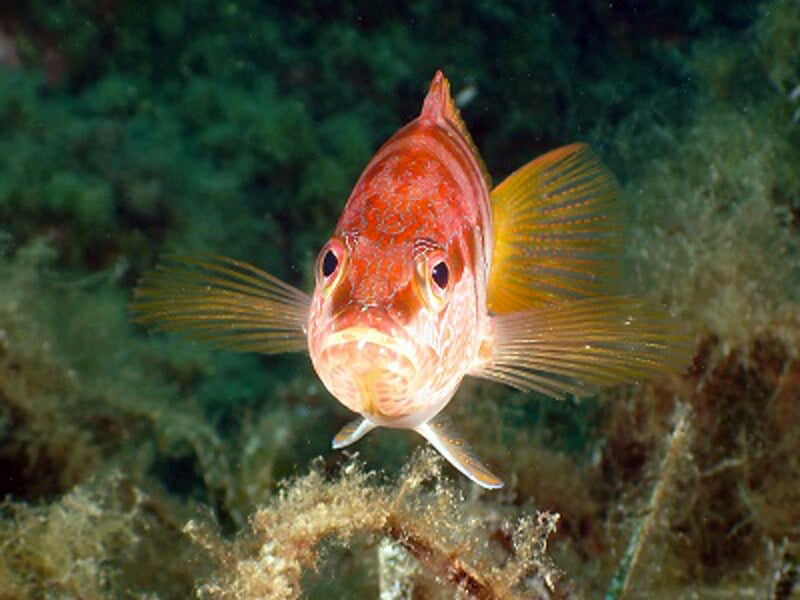Poisson rouge vif nageant près du fond marin couvert d'algues et de roches sous l'eau.