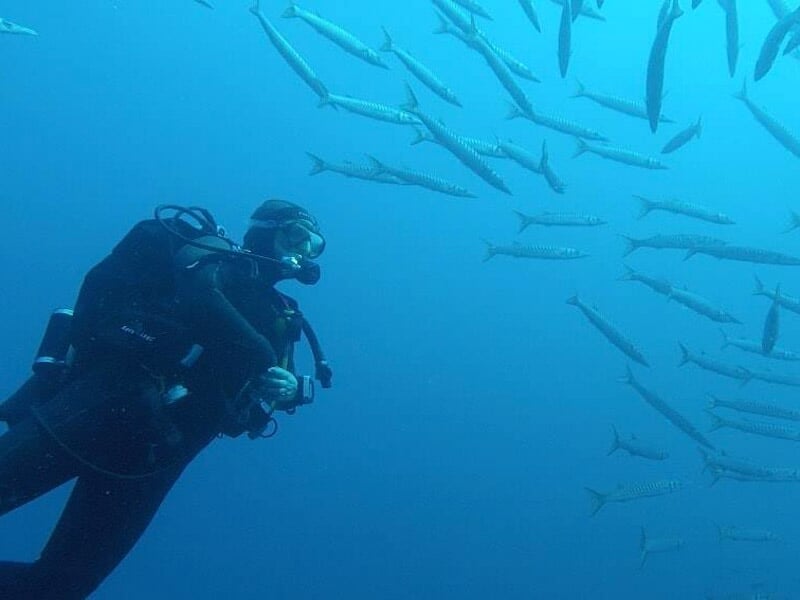 Plongeur en combinaison noire observant un banc de poissons longs et fins dans l'eau bleue.