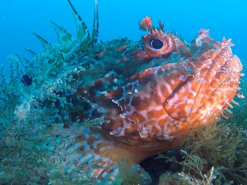 Poisson camouflé avec une peau rugueuse et des excroissances, posé sur le fond marin.