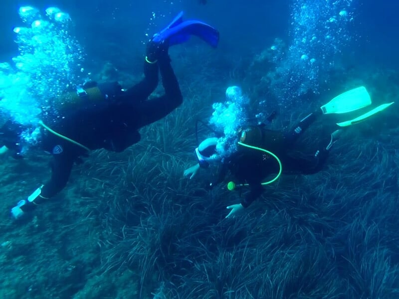 Deux plongeurs en combinaison noire explorent un fond marin couvert d'herbes sous l'eau claire.