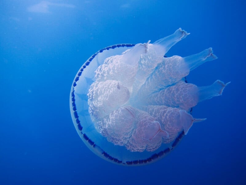 Méduse translucide avec des bords bleus nageant dans une eau bleue profonde.