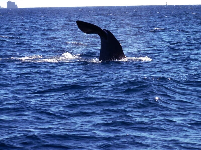 Queue d'une baleine émergeant de l'eau agitée dans une mer bleue sous un ciel clair.