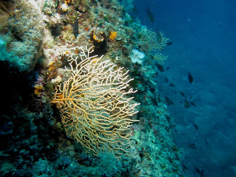 Randonnée Palmée à Villefranche-sur-Mer - Snorkeling dans la Rade de Villefranche