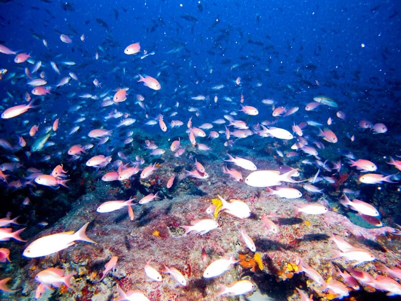 Randonnée Palmée à Villefranche-sur-Mer - Snorkeling dans la Rade de Villefranche