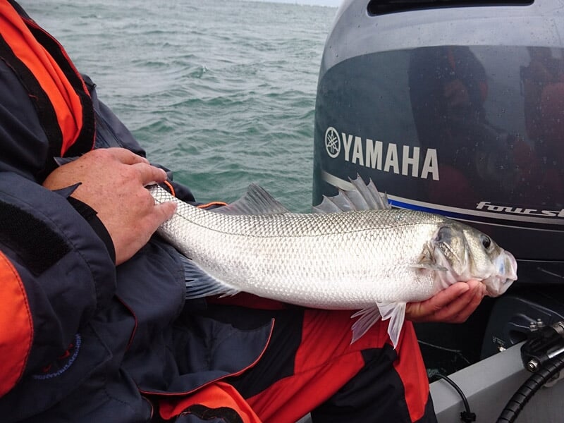 Gros poisson blanc tenu par une personne en tenue de pêche devant un moteur Yamaha sur un bateau en mer agitée.