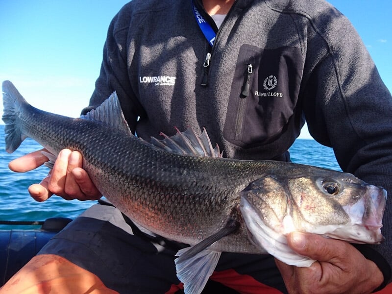 Poisson noir et argenté tenu par une personne en veste grise sur un bateau, avec la mer et le ciel bleu en arrière-plan.