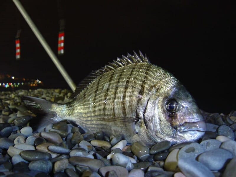Pêche au Gros à Capbreton