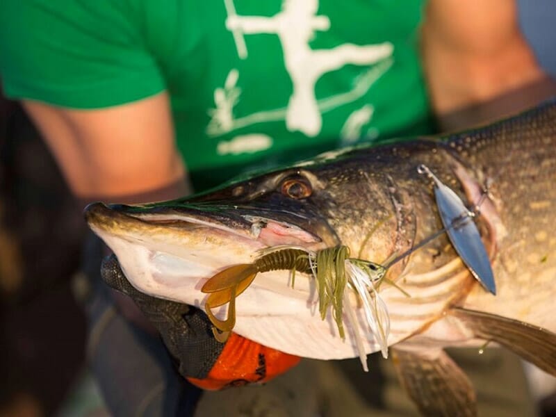 Stage de Pêche à la Mouche près de Pau - Pêche à la Truite dans les Gaves des Pyrénées