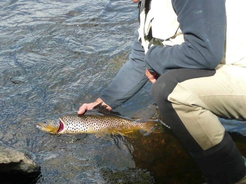Stage de Pêche à la Mouche près de Pau - Pêche à la Truite dans les Gaves des Pyrénées