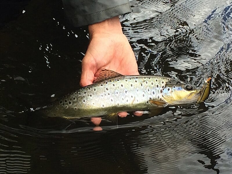 Main tenant une truite fraîche capturée dans une rivière claire, avec un leurre accroché à la bouche du poisson.